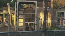 Elephants transported by crane as they're moved to new enclosure at US zoo
