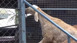 Smart goat opens shed door to let its herd have food before feeding time