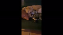 Who said dogs and cats don’t get along? This brother sister duo have the sweetest bond and love to love each other