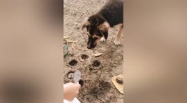 Adorable pet dog plays pretend baker’s shop with little girl using mud
