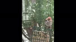 Birds of North Carolina. I hanged some bird food by my dining room window