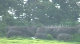Herd of elephants look for food in northeastern India
