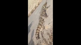 10 feet long Crocodile that entered the farm land was rescued and left in the deep woods in South India.