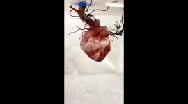 Check out this hyperrealistic silicone beating heart sculpture