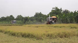 Rice harvesting machines at work in a paddy field at Pathumthani, Thailand.