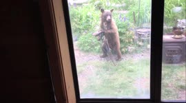 Black bear stands as it devours birdseed left out by US homeowner