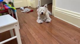 Adorable West Highland Terrier chewing on something he’s not supposed to chew on