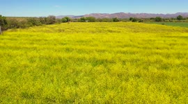 Aerial view of a valley full of yellow flowers in the spring between the ejidos and ranchos of Fronteras, Sonora Mexico. Beauty of nature in wild visa in the north central area of the state of Sonora full of green meadows. flowers that move in the wind