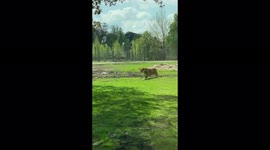 Safari-goer captures moment lion stalks unsuspecting pigeon