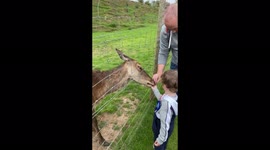 Toddler feeding a deer some food by hand at the farm.