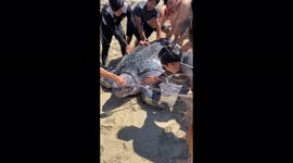 Indonesians help giant sea turtle stuck in swamp to crawl back into sea