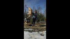 Cute pup leaps feet into the air to get sticks