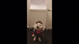 Happy Woof Day With Cowgirl Doggy