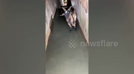 Malaysian truck driver uses prayer cloth to rescue goat trapped in canal