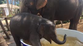 Elephant calf struggles to enter paddling pool as mother watches in Thailand