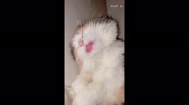 'Cuteness Overloaded! Cat Sleeping with its Tongue Out '