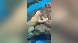 Polar bears served rice dumpling-shaped fruit during China's Dragon Boat Festival