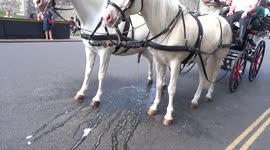 Carriage horse peeing outside Windsor Castle before horse-drawn carriage tour of Windsor starts with crowds waiting for President Joe Biden to arrive by helicopter
