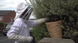 UK homeowner buzzing after swarm of up to 10,000 bees removed from bush