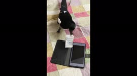 Magpie steals money