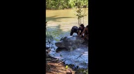 Huge leatherback turtle released back into ocean after becoming trapped in Indonesian swamp
