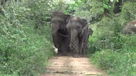 Herd of elephants wander in search of food in Sri Lanka