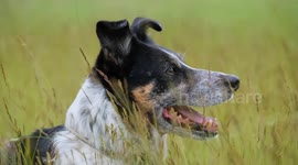 Sheepdog who could no longer work after becoming deaf learns sign language to continue rounding up flocks