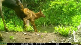 That's a big Bambi! Newborn calf elk walks on wobbly legs by Idaho trailcam