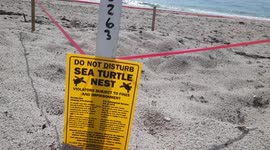 Leatherback turtle nests all over the beach in Fort Lauderdale