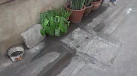 Kittens stuck in house wall rescued in Thailand