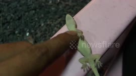 Injured lizard revived with CPR after falling from roof