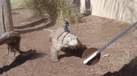 Komodo dragon strapped with GoPro undergoes target training at San Diego zoo