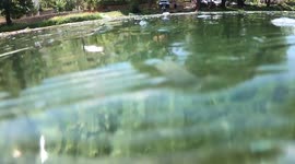 Ecological action
