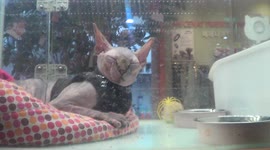 A cat or a dog in an animal rental shop in a mall in Korea in 2014