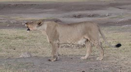 Lioness calling looking for her pride, then pausing to drink water
