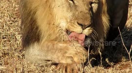Huge lion adorably cleaning his face and paws just like a housecat