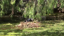 Coot nest renovation with reeds, twigs, leaves and algae.