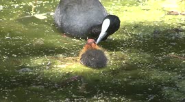 Bald as a baby Coot!  Coots chicks being fed algae by their parents.