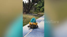 Turtle wears colorful knitted jumper during leisurely stroll