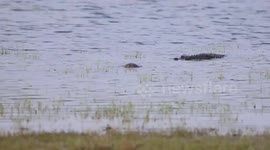 Turtle escapes from jaws of crocodile in Sri Lanka