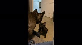 Dogs evil staring at each other