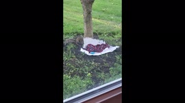 'Mamma and Baby Squirrels Reunited!!'