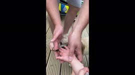 Curious dog wants to investigate butterfly that is trying to fly