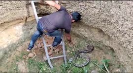 Indian snake expert rescues injured python from bottom of dry well