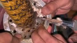 Seven-foot-snake rescued after getting stuck in sink filter