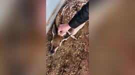 Sika deer born with an extra leg above its head in northern China