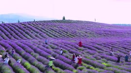 Chinese tourists visit the only lavender field in the world that has two blooming seasons