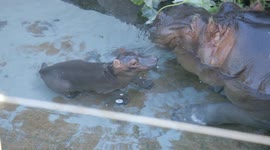 US zookeeper pleased as hippo calf is already a strong swimmer