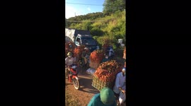 Traffic jams caused as tons of lychees transported across Vietnam