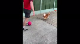 Puppy playing soccer!